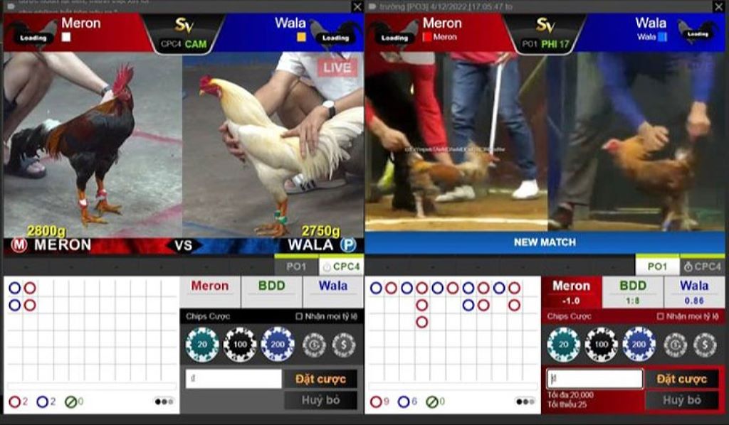 Nhà cái phát sóng nhiều giải đá gà cùng kèo cược đa dạng