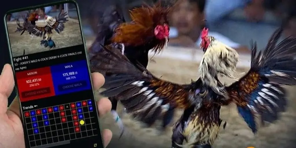 Tìm hiểu các hình thức kèo, quan sát kỹ gà chiến để đặt cược đúng đắn